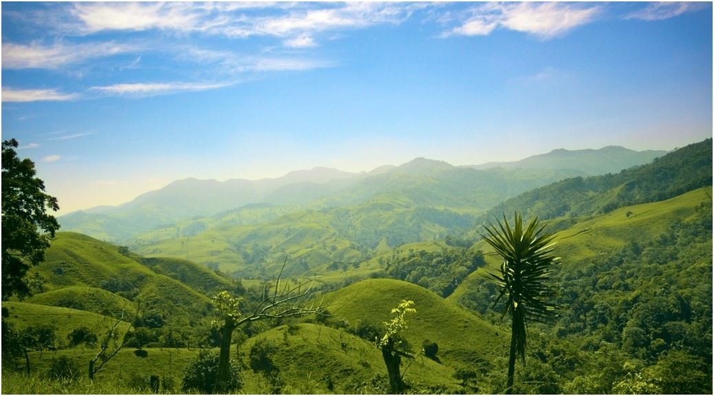 Lush green valley of flora and fauna with mountains and trees